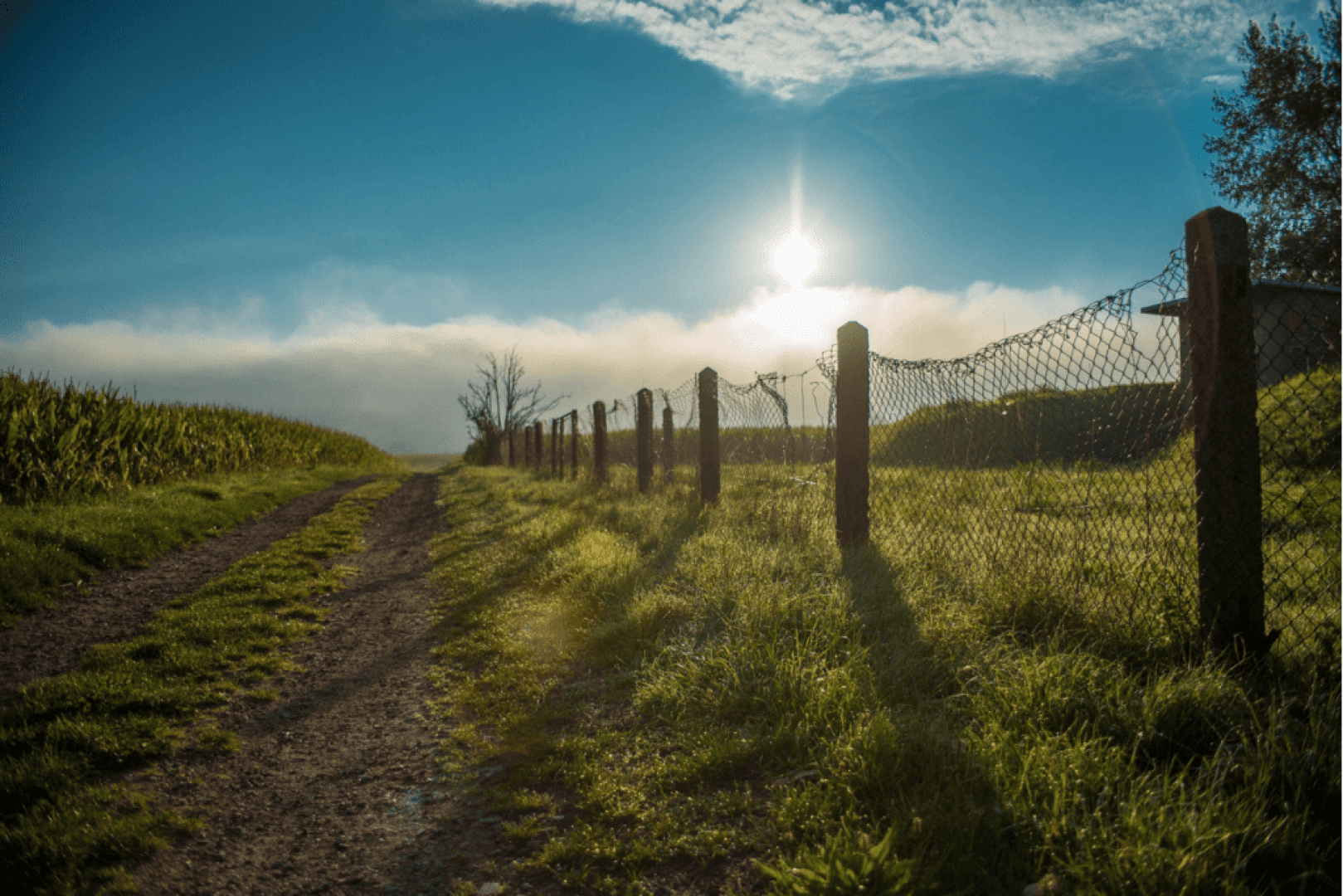 Ein unbefestigter Weg verläuft entlang eines Drahtzauns in einem grasbewachsenen Feld bei Sonnenaufgang oder Sonnenuntergang, mit hellem Sonnenlicht, grünen Pflanzen auf der linken Seite und einem blauen Himmel mit vereinzelten Wolken.
