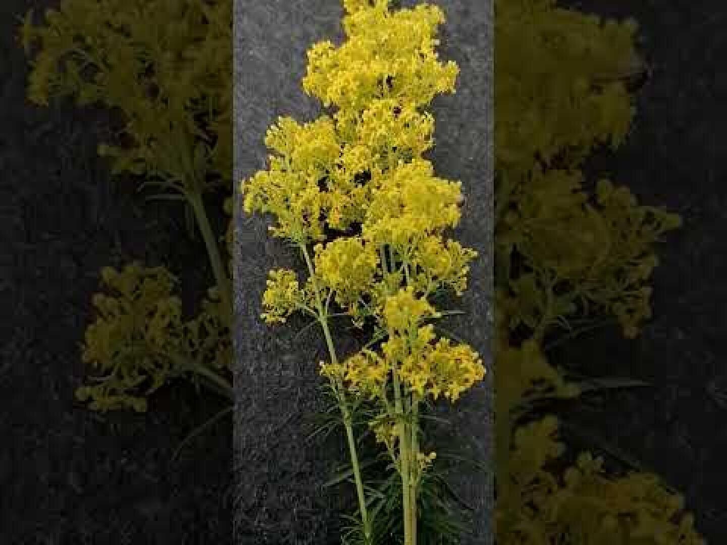 Hohe, schlanke grüne Stiele mit Büscheln kleiner, leuchtend gelber Blüten vor einem dunklen Hintergrund. Die Blüten stehen dicht beieinander und wirken federartig.