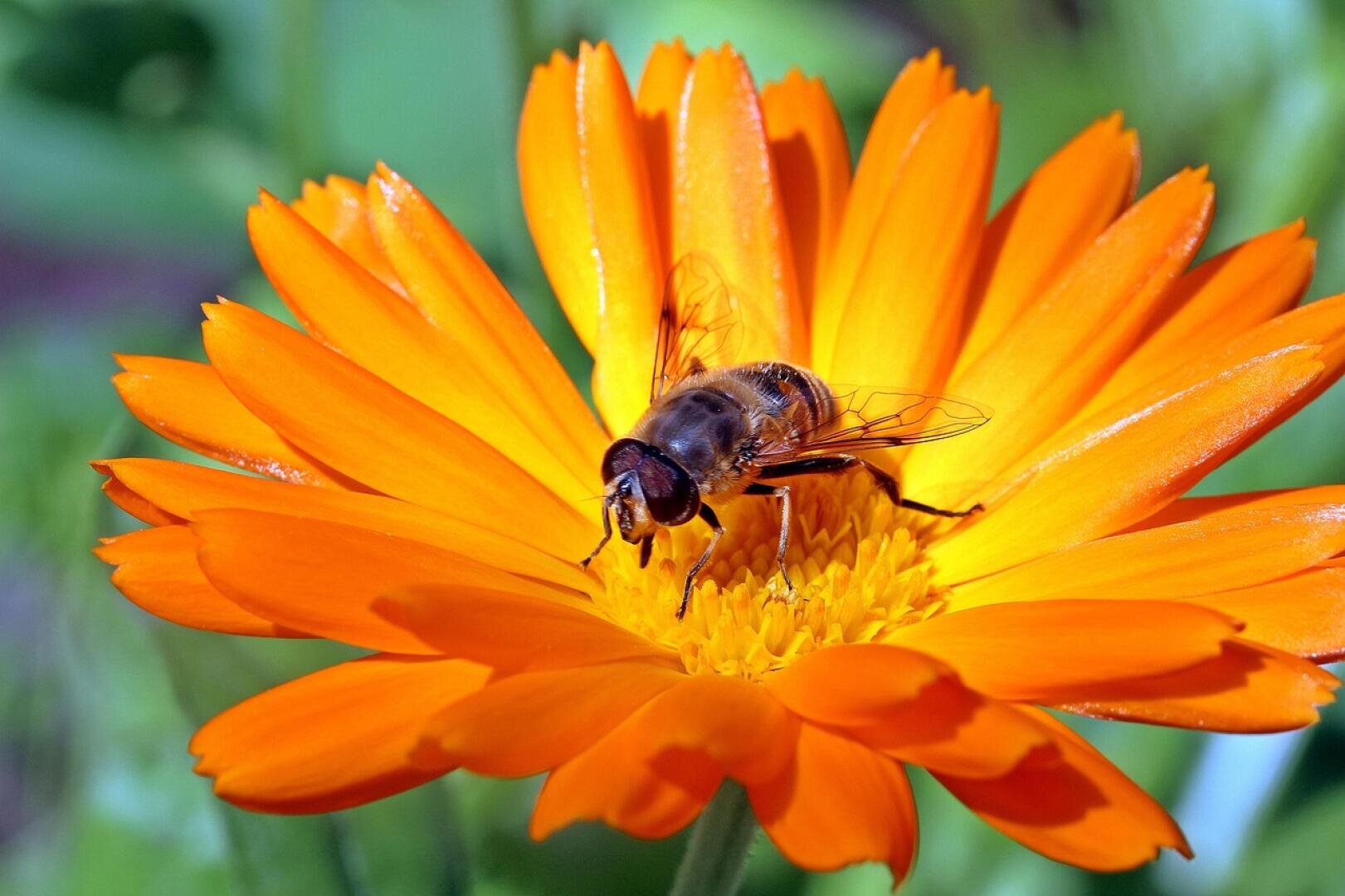 Eine Nahaufnahme einer Biene, die Nektar aus der Mitte einer leuchtend orangefarbenen Blüte sammelt, während die grünen Blätter im Hintergrund verschwommen erscheinen.