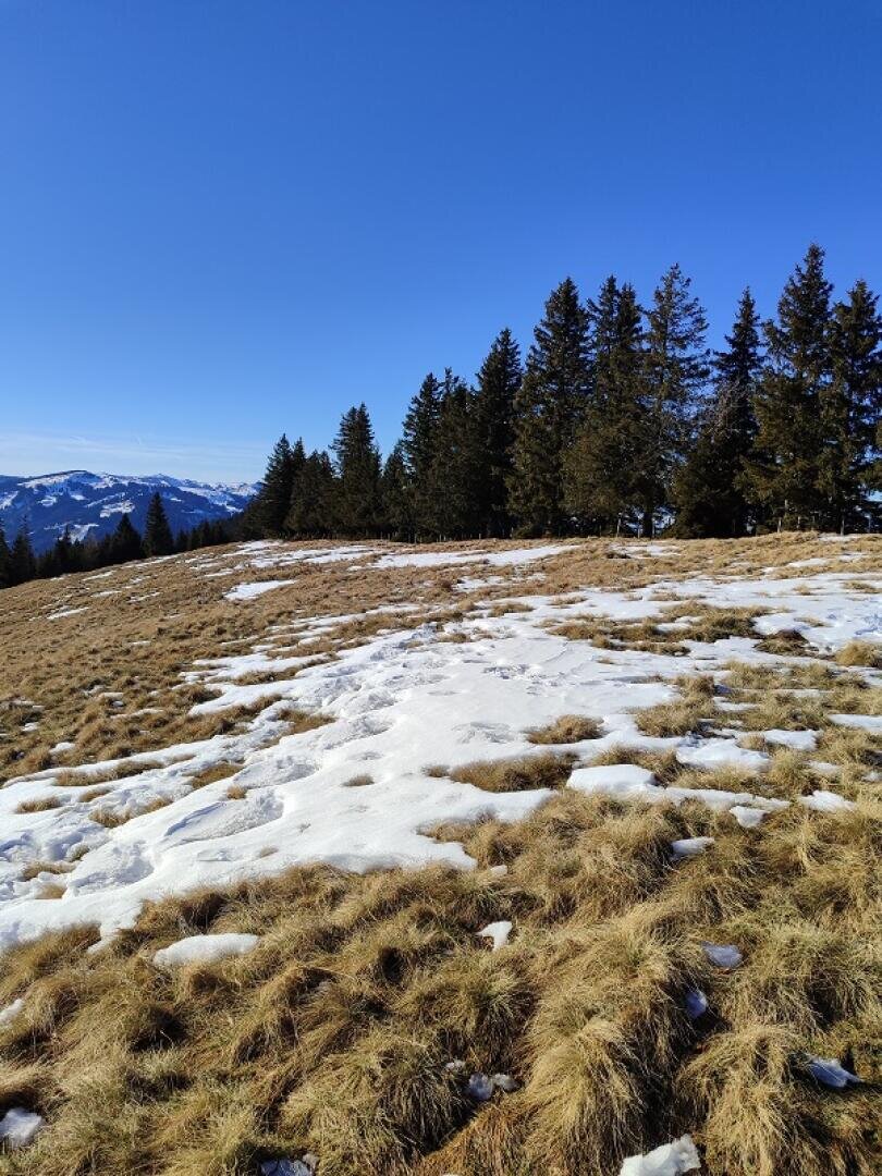 Schneeflecken auf einem grasbewachsenen Hang mit hohen Kiefern im Hintergrund, darüber ein strahlend blauer Himmel und in der Ferne sind Berge zu sehen.