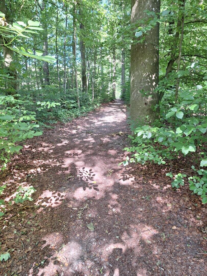 Ein sonnenbeschienener Feldweg schlängelt sich durch einen üppig grünen Wald, in dem hohe Bäume und dichtes Laubwerk fleckige Schatten auf den Boden werfen.