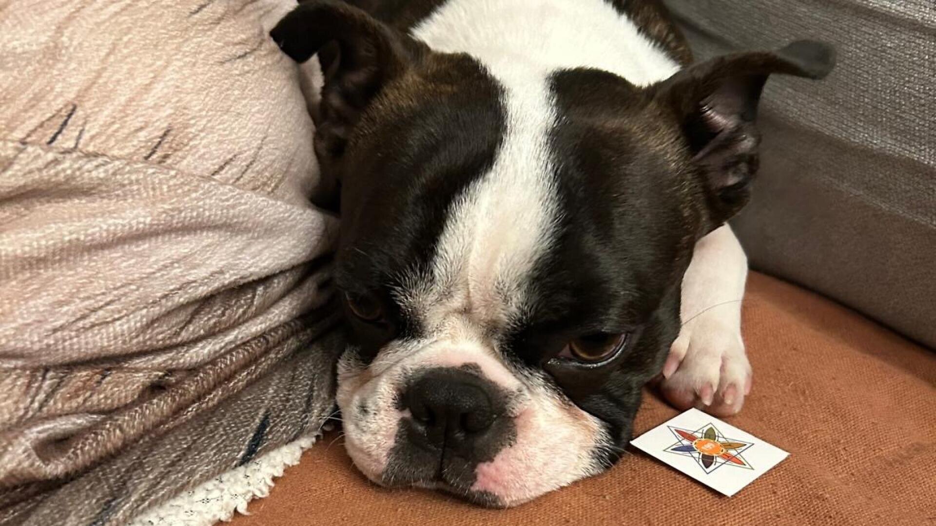 Ein schwarz-weißer Boston Terrier liegt auf einem Sofa und hat seinen Kopf neben einer kleinen Karte mit einem bunten Sternenmuster abgelegt. Der Hund wirkt entspannt und ein wenig schläfrig.