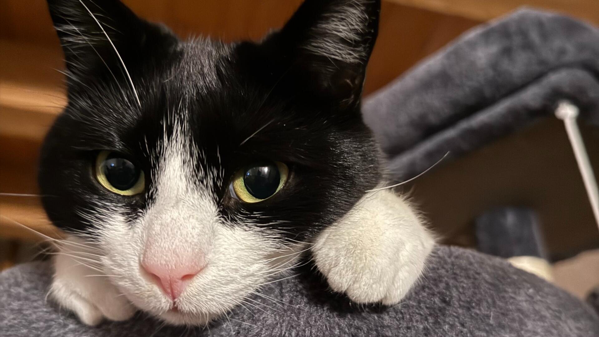 Eine schwarz-weiße Katze mit grünen Augen hat ihren Kopf und ihre Pfoten auf einer grauen Fläche abgelegt und blickt mit entspanntem Gesichtsausdruck direkt in die Kamera.