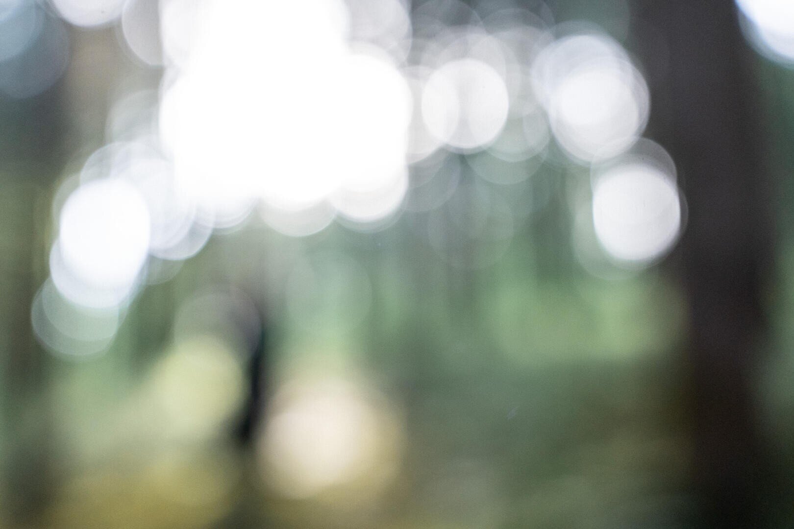 Unscharfes Bild, das verschwommene Lichtkreise mit grünen und braunen Farbtönen zeigt, was möglicherweise auf eine Waldszene hindeutet, in der Sonnenlicht durch die Bäume fällt.