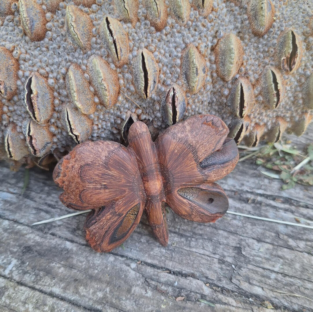 Ein brauner Falter mit Mustern, die an Holz erinnern, sitzt auf verwittertem Holz in der Nähe einer strukturierten, mit Samen gefüllten Pflanzenkapsel.