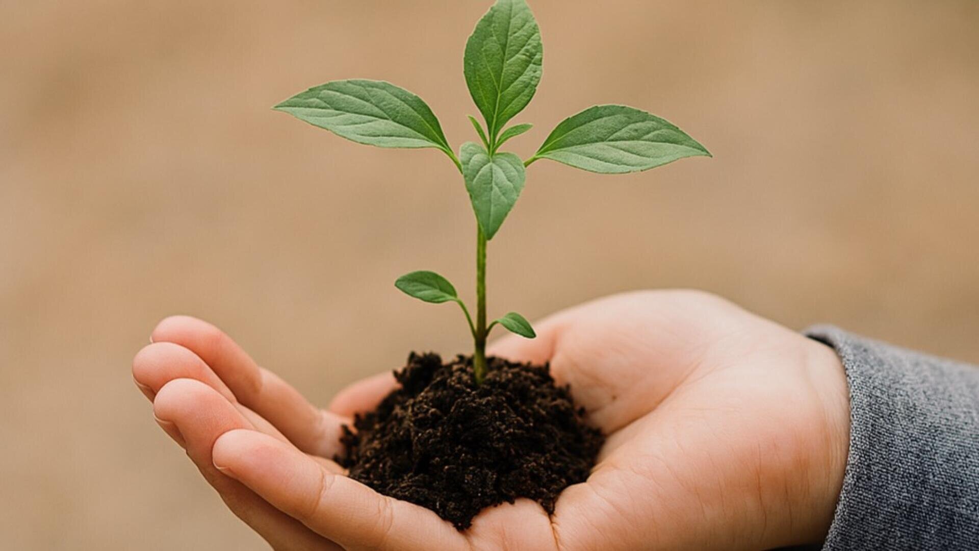 Eine Personenhand hält sanft eine kleine grüne Pflanze mit einigen Blättern, die in einem Haufen dunkler Erde wurzelt und Wachstum und Pflege der Natur symbolisiert.