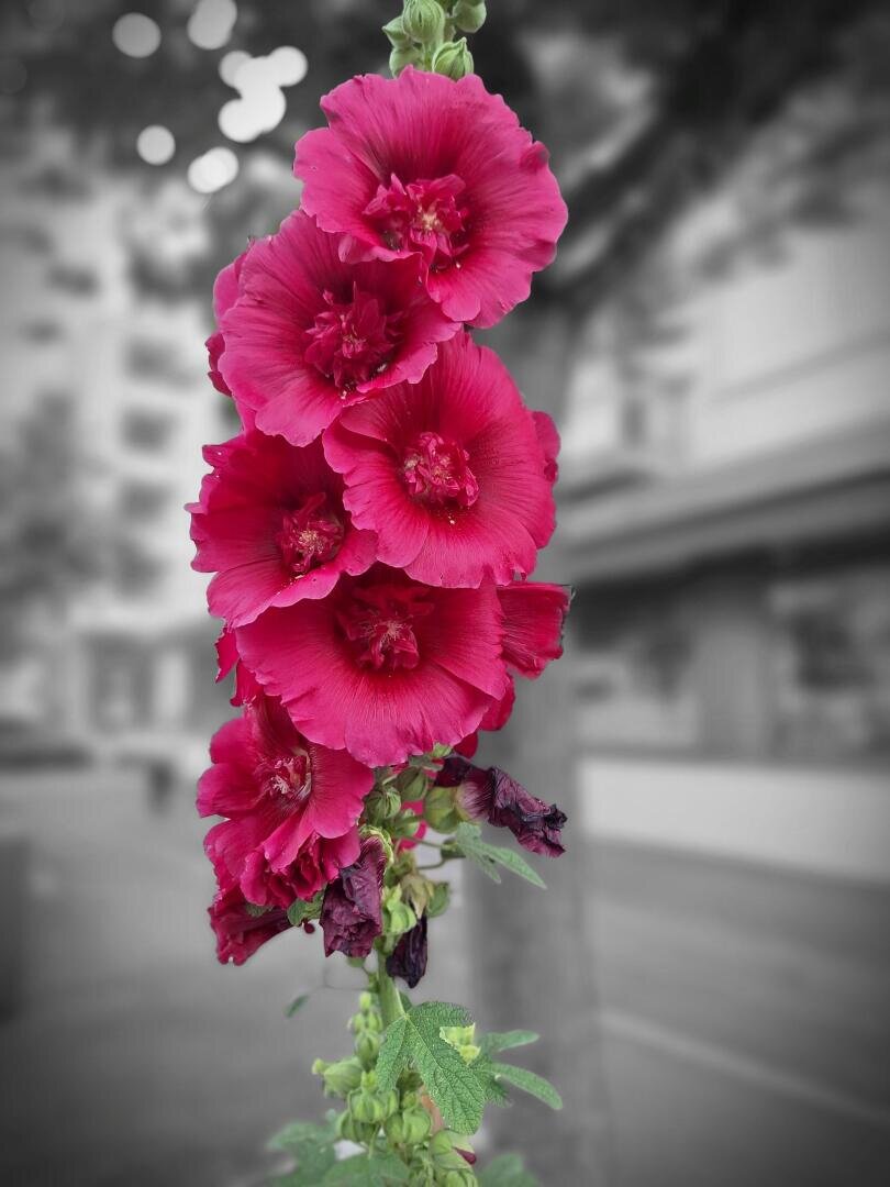 Ein hoher Stiel mit leuchtend magentafarbenen Stockrosenblüten hebt sich deutlich von einem verschwommenen schwarz-weißen Hintergrund einer Stadtstraße ab.