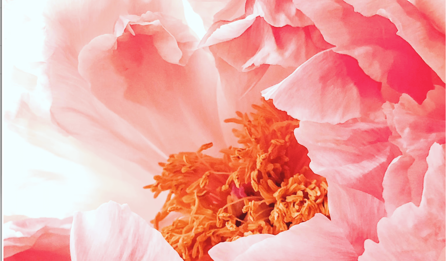 Nahaufnahme einer rosa Pfingstrose mit zarten, gekräuselten Blütenblättern und leuchtend orangefarbenen Staubblättern in der Mitte. Das sanfte Licht betont die Textur und die leuchtenden Farben der Blütenblätter sowie die floralen Details.