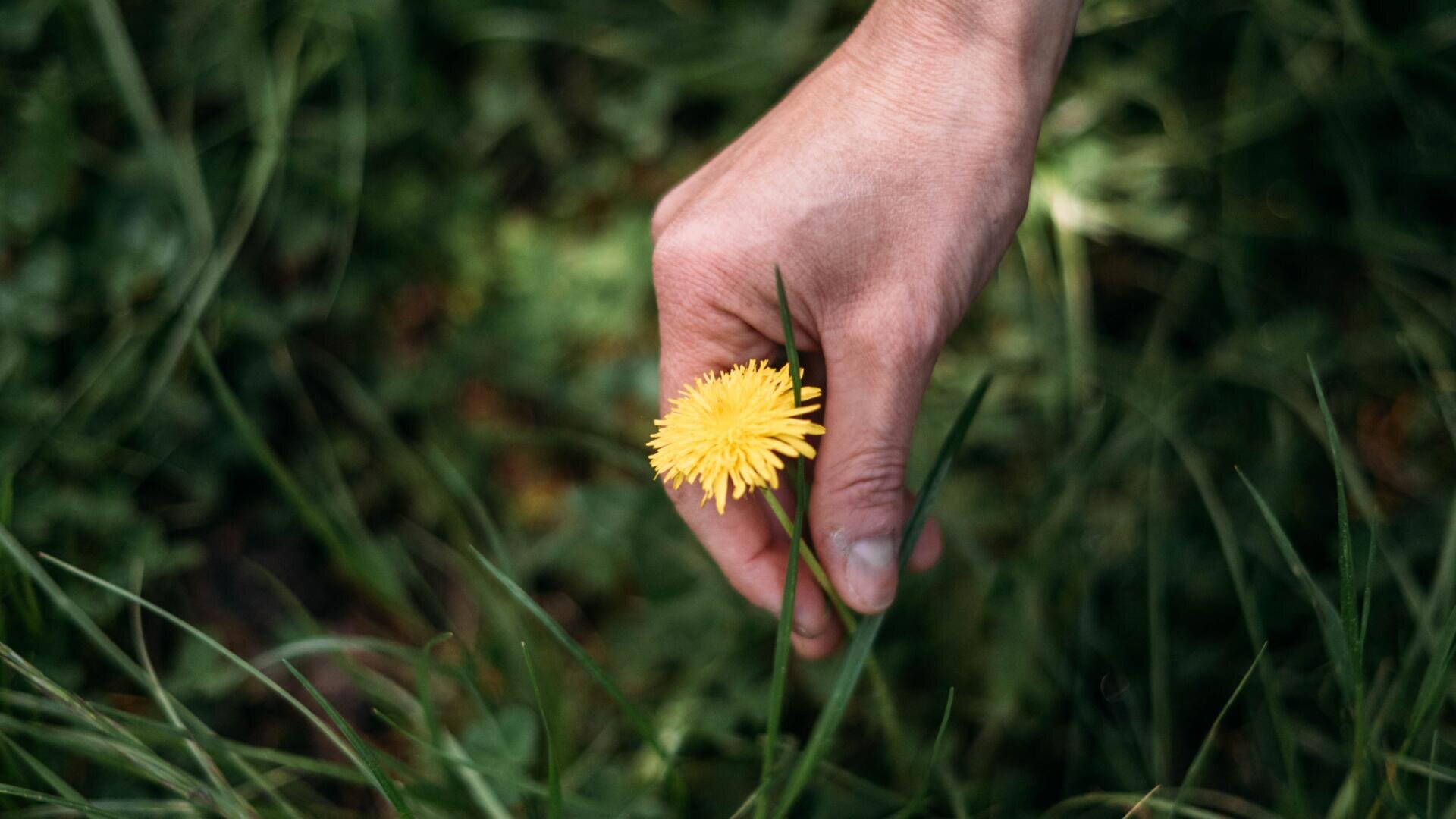 Eine Hand hält sanft den Stiel einer gelben Löwenzahnblüte inmitten von grünem Gras.