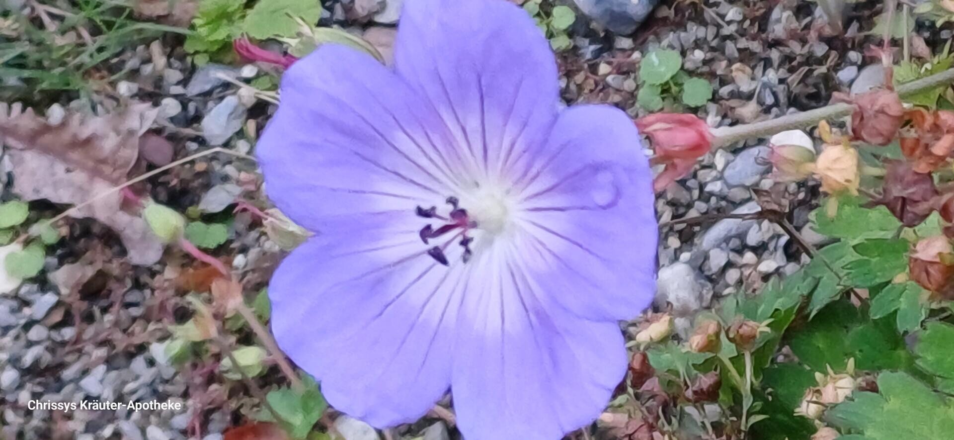 Eine einzelne hellviolette Blüte mit weißer Mitte und dunkelvioletten Staubblättern blüht inmitten von grünen Blättern und kleinen Steinen.