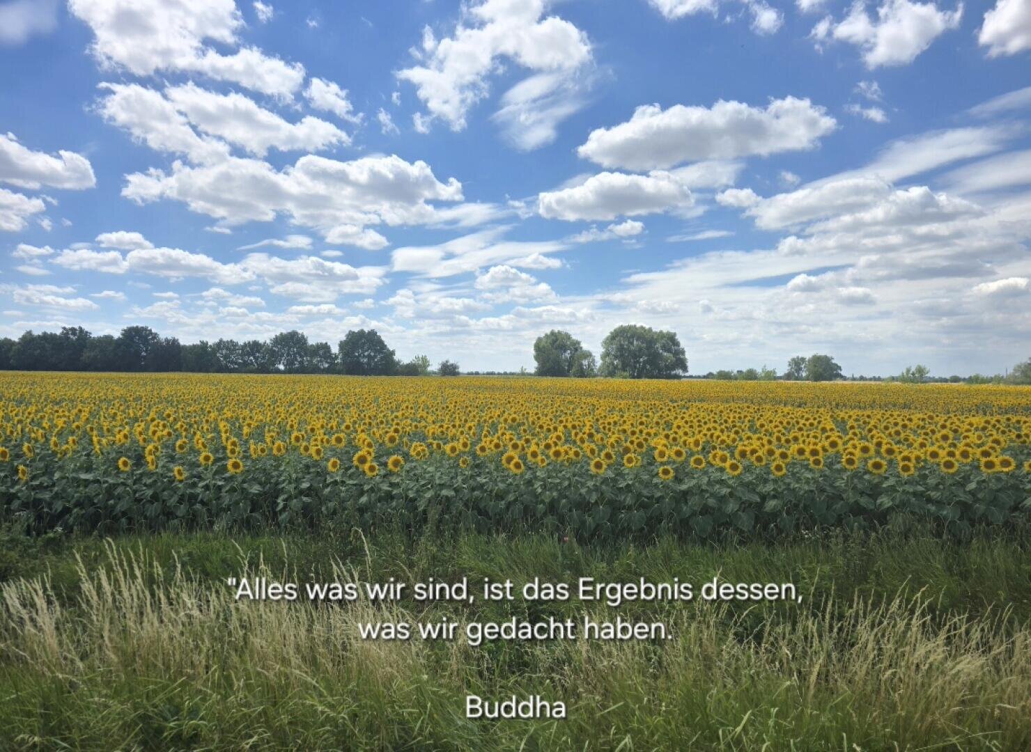 Ein weitläufiges Sonnenblumenfeld unter strahlend blauem Himmel mit vereinzelten Wolken, gesäumt von Bäumen. Über das Bild ist ein deutsches Zitat gelegt, das Buddha zugeschrieben wird.