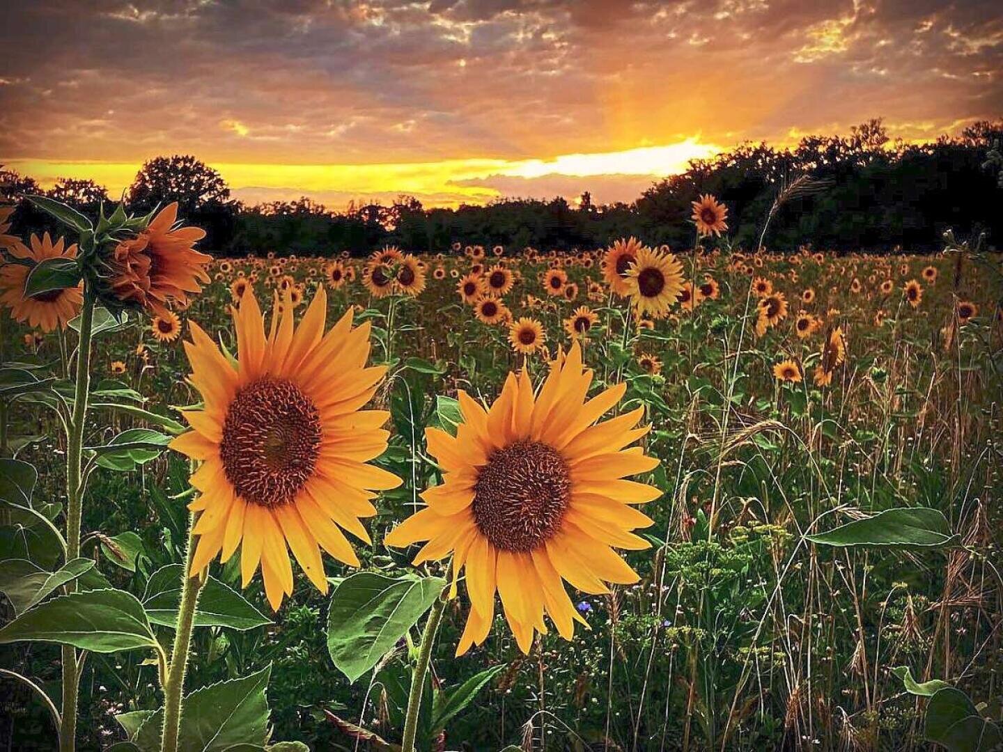 Ein Feld voller Sonnenblumen in voller Blüte vor einem leuchtend orange-gelben Sonnenuntergang, mit Bäumen, die sich im Hintergrund als Silhouetten abzeichnen, und einem teilweise bewölkten Himmel darüber.