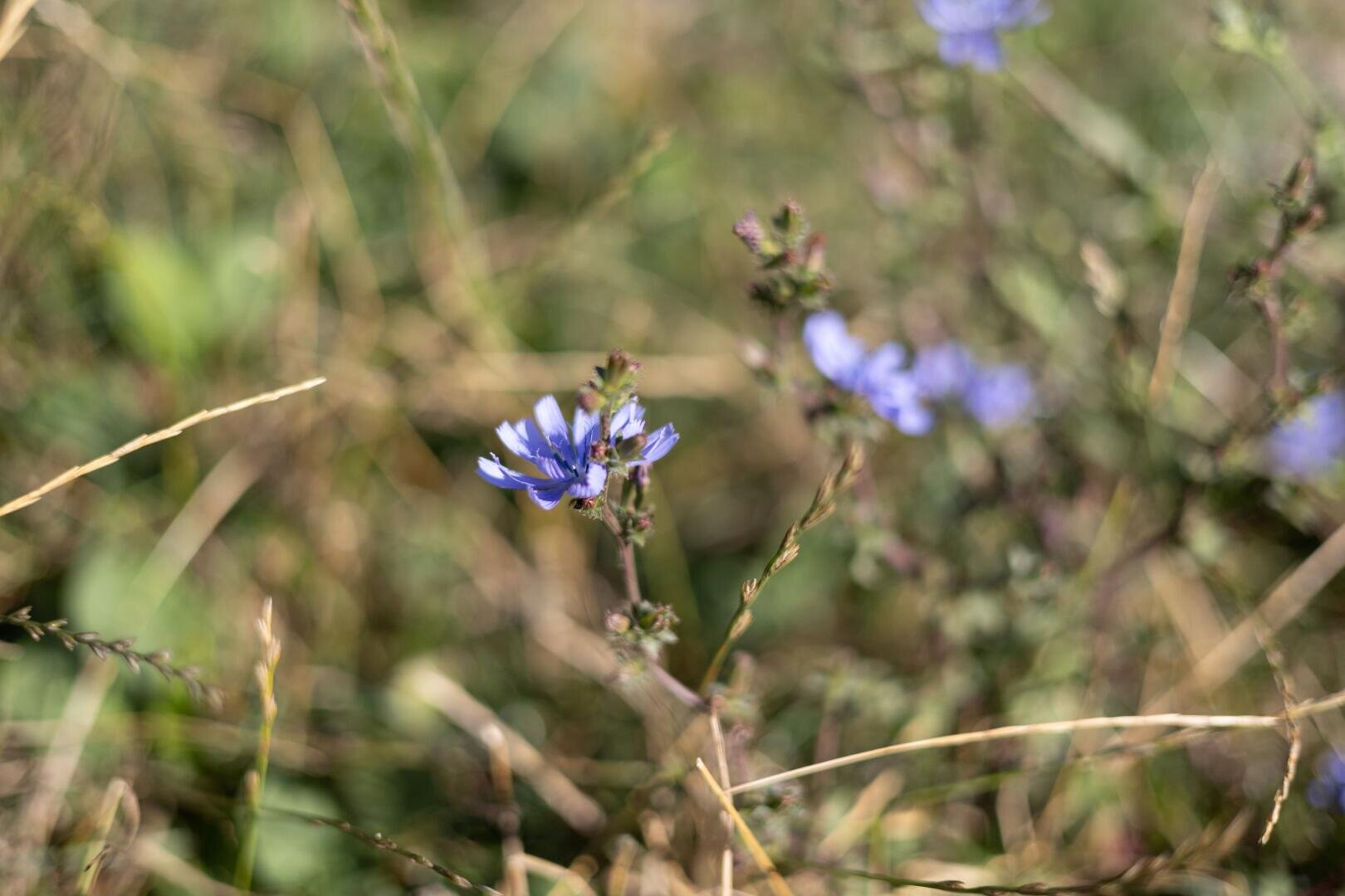 Eine Nahaufnahme einer kleinen violetten Wildblume mit dünnen Blütenblättern, umgeben von verschwommenem grünem und braunem Gras und Halmen in einer natürlichen Landschaft.
