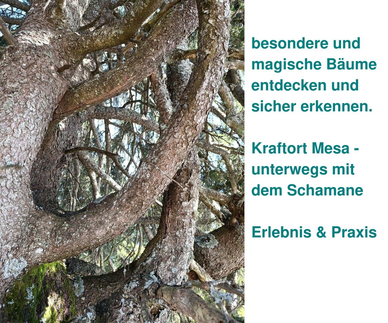 Knorrige Äste mit Moos und Tannennadeln. Ein deutscher Text lädt dazu ein, magische Bäume zu entdecken und den Kraftort Mesa gemeinsam mit einem Schamanen zu erkunden – für ein Erlebnis und eine Übung.