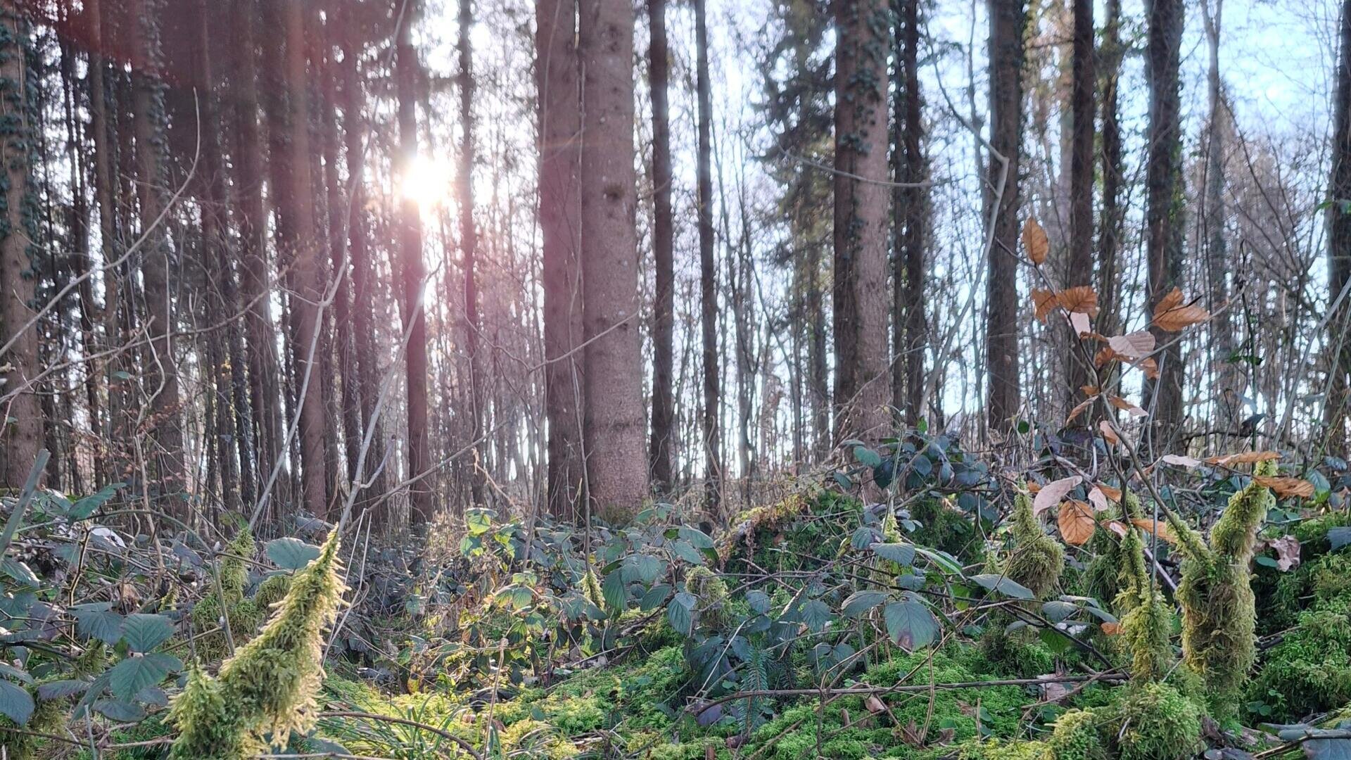 Sonnenlicht fällt durch die hohen Bäume eines Waldes. Der Boden ist mit grünem Moos, Blattpflanzen und einigen braunen Blättern bedeckt. Die Atmosphäre ist ruhig und naturbelassen, und die Sonne taucht alles in ein sanftes Licht.