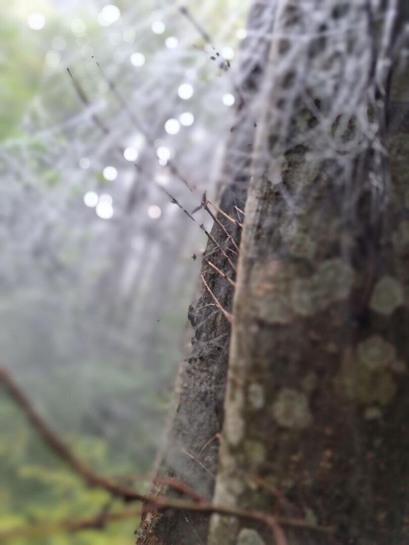 Eine Nahaufnahme eines mit Spinnweben bedeckten Baumstamms, aus dem dünne Zweige herausragen. Der Hintergrund ist unscharf und zeigt grünes Laub, wodurch eine neblige, ätherische Atmosphäre entsteht.