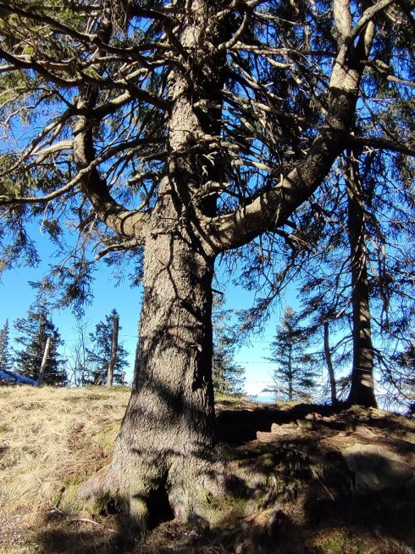 Auf einem sonnendurchfluteten Hang steht ein großer Baum mit dicken Ästen, umgeben von kleineren Bäumen. Der Himmel ist klar und blau, und die Schatten der Äste fallen auf den Boden.