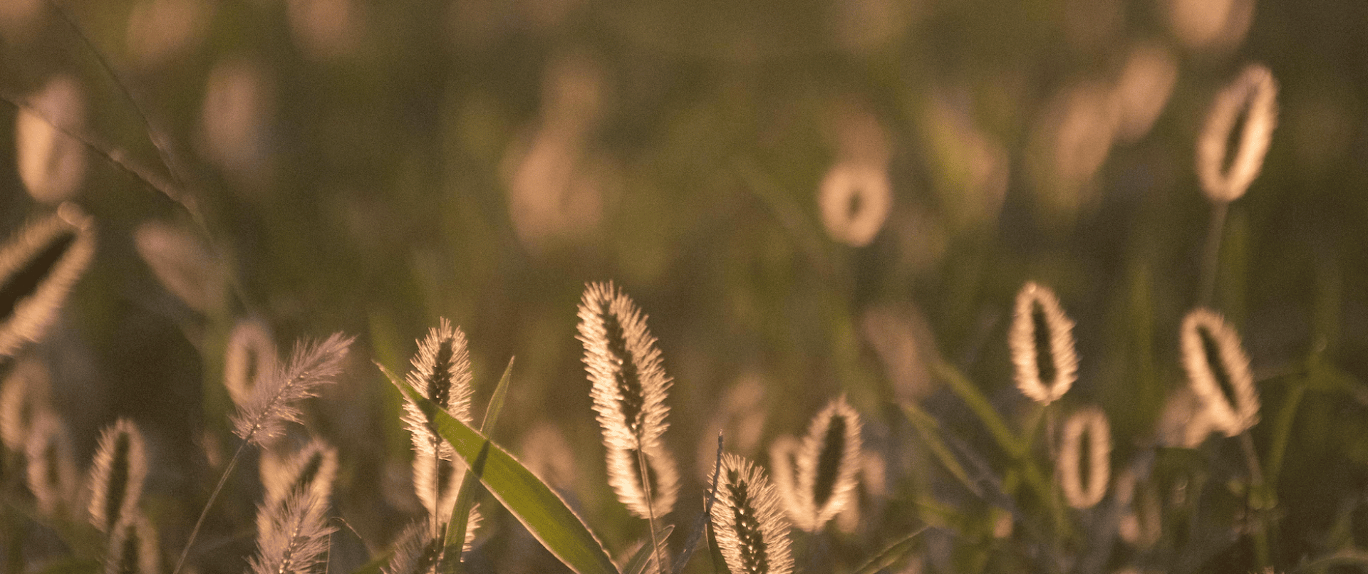 Nahaufnahme von flaumigen Grashalmen, die im warmen Sonnenlicht leuchten, umgeben von grünen Blättern und einem unscharfen Hintergrund, wodurch eine sanfte, verträumte Atmosphäre entsteht.