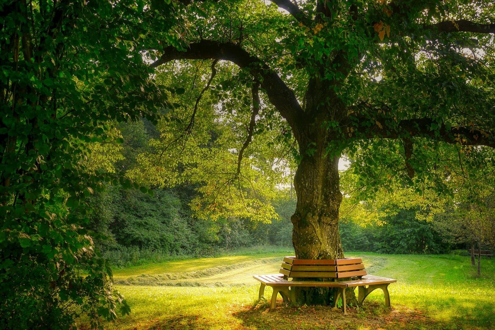 Eine Holzbank umgibt den Stamm eines großen, belaubten Baumes in einem sonnenbeschienenen, grasbewachsenen Park. Das Sonnenlicht fällt durch die Äste, wirft Schatten auf den Boden und schafft eine friedliche, heitere Atmosphäre.