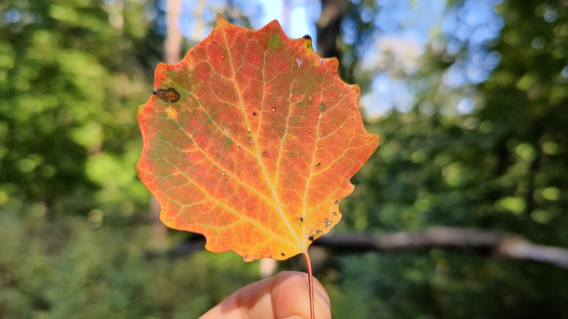 Eine Hand hält ein einzelnes, orangerotes Herbstblatt vor einem verschwommenen Hintergrund aus grünen Bäumen und Sonnenlicht in einem Wald hoch.