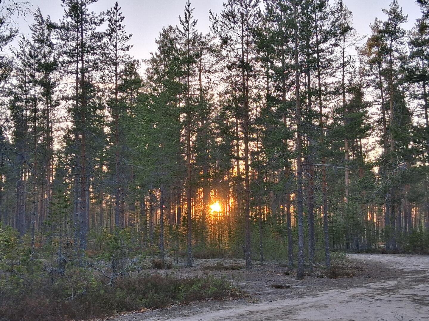 Der Sonnenuntergang oder Sonnenaufgang scheint durch die hohen Kiefern eines Waldes, wirft lange Schatten auf einen Feldweg und schafft eine ruhige, friedliche Atmosphäre.