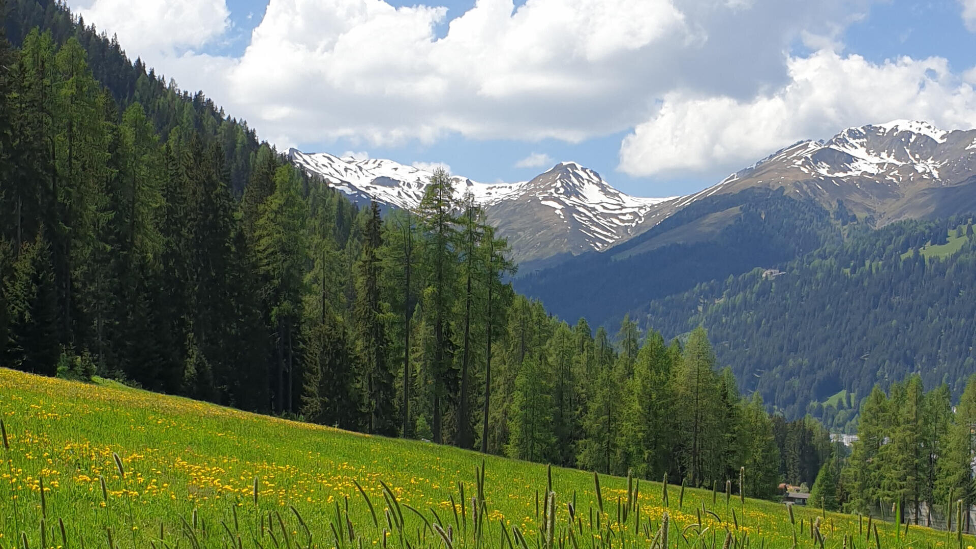 Eine saftig grüne Wiese mit gelben Wildblumen, gesäumt von hohen, immergrünen Bäumen, erstreckt sich unter einem teilweise bewölkten Himmel bis zu den fernen schneebedeckten Bergen.