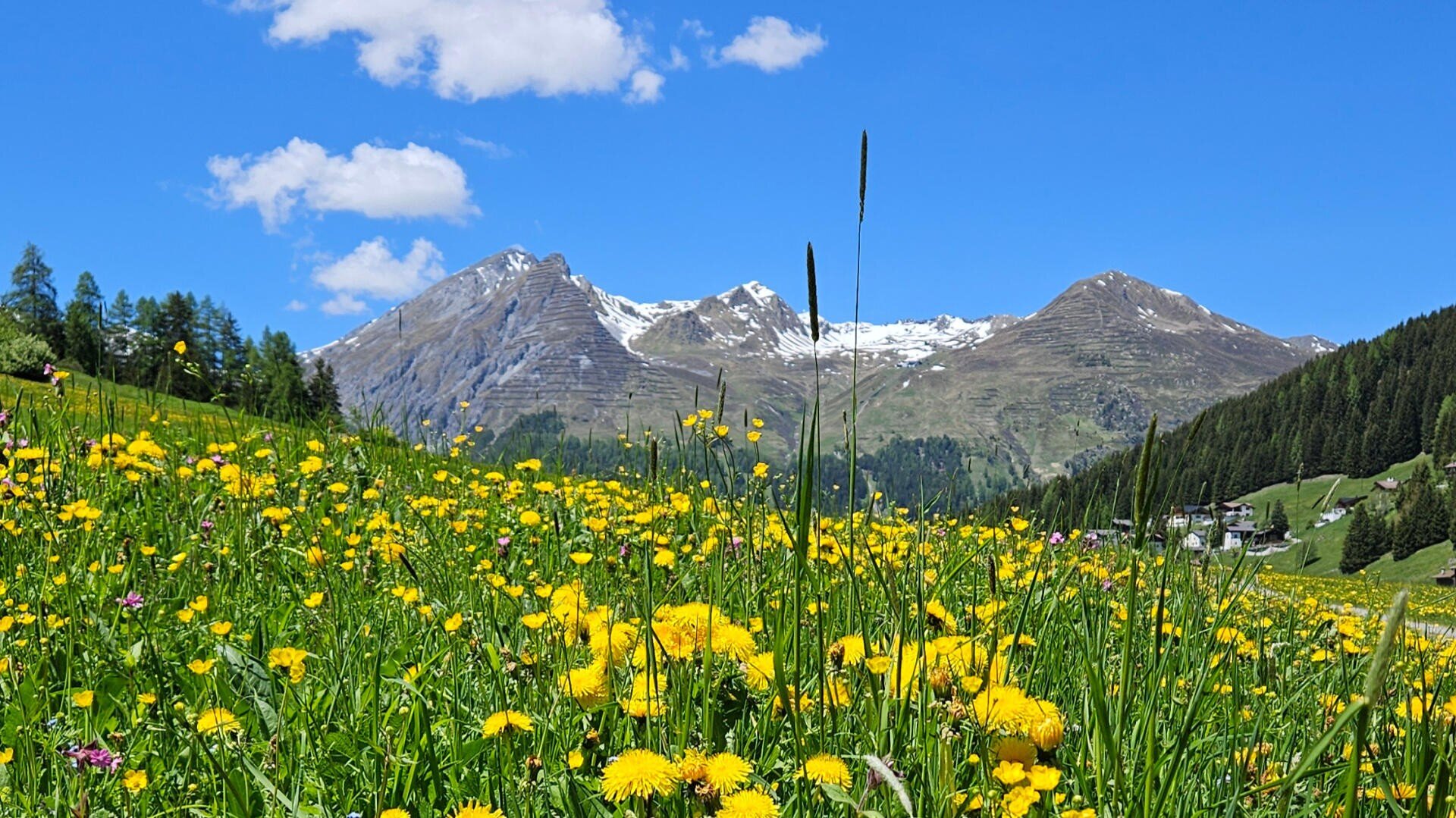 Ein leuchtend gelbes Wildblumenfeld erstreckt sich in Richtung schneebedeckter Berge unter einem strahlend blauen Himmel mit vereinzelten Wolken. Grüne Bäume umrahmen die Szene und schaffen eine friedliche Alpenlandschaft.