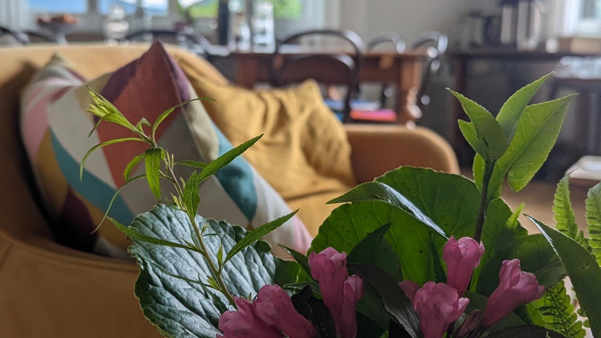 Eine Nahaufnahme einer grünen Topfpflanze mit kleinen rosa Blüten, die vor einer senfgelben Couch mit bunten Kissen steht. Im unscharfen Hintergrund sind ein hölzerner Esstisch und Stühle zu sehen.