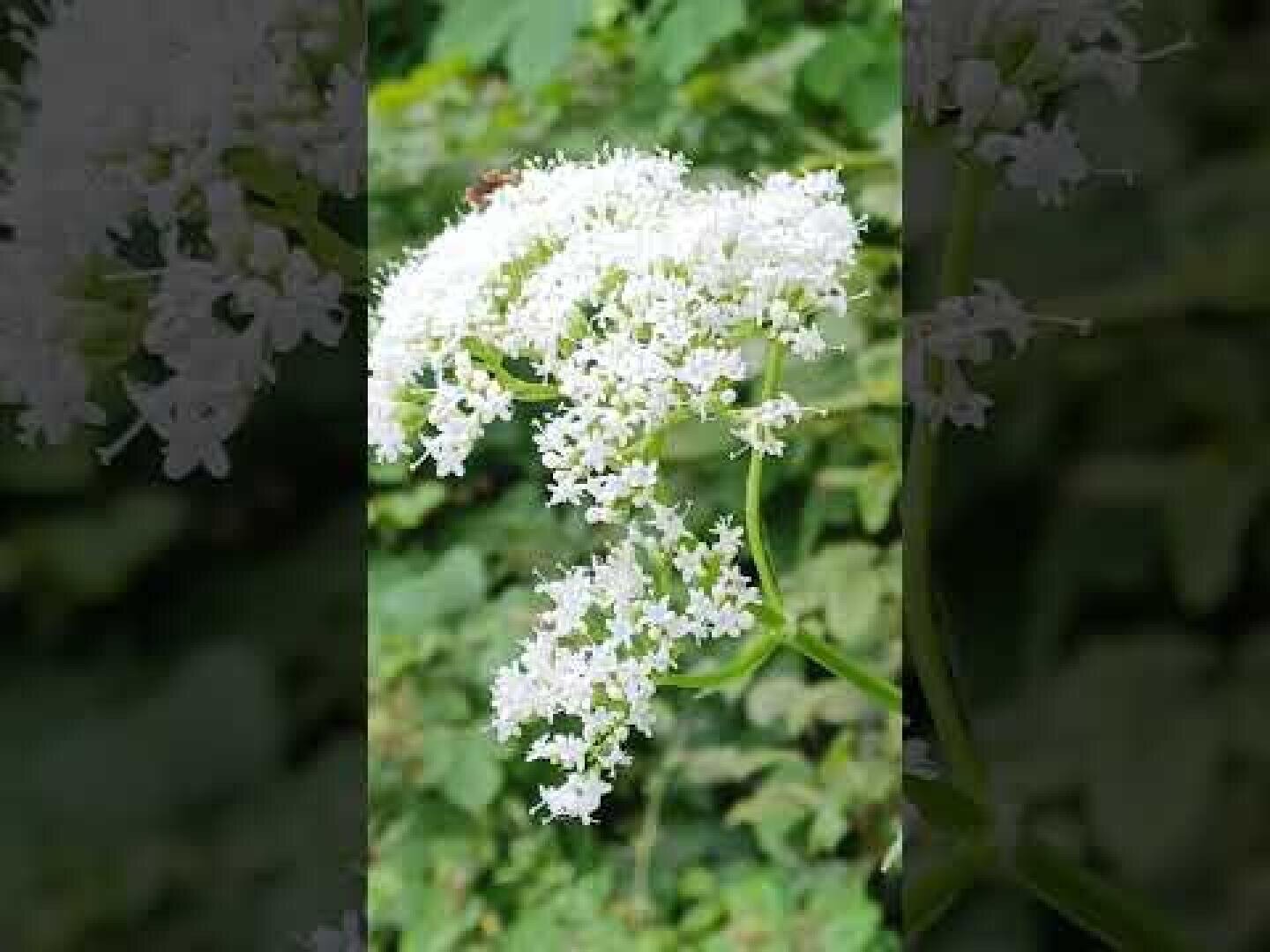 An einem grünen Stiel blüht eine Gruppe kleiner, zarter weißer Blüten vor dem Hintergrund von grünem Laub.